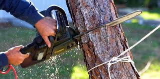 Best Tree Health Inspection  in West Covina, CA